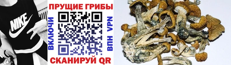 Псилоцибиновые грибы Psilocybe  Макаров 